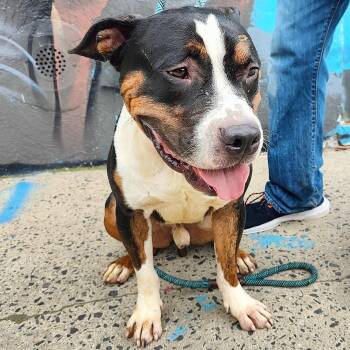 Bryant -  Pit Bull Terrier Dog for Adoption in Jersey City, New Jersey - Bryant | PetCurious