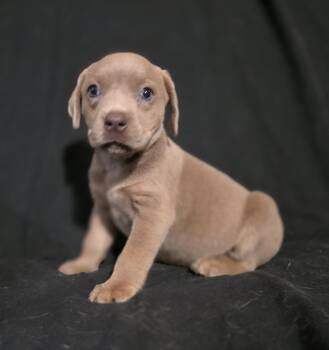 Buffy -  Mixed Breed Dog for Adoption in Mckinney, Texas - Buffy | PetCurious