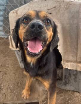 Cocker Spaniel and Beagle Dogs Available for Adoption in Gainesville, Virginia - Sir Callahan Short-Tail The First | PetCurious