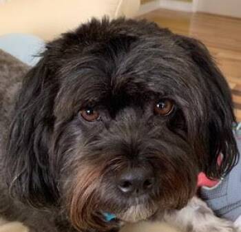 Havanese Dogs Available for Adoption in Livonia, Michigan - Sox In Goldsboro NC | PetCurious