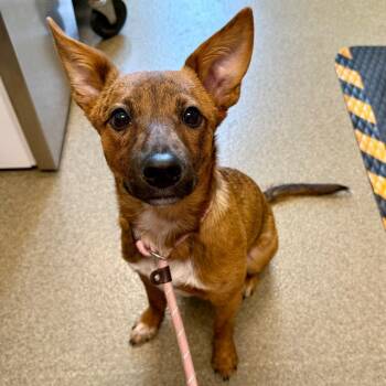 Cattle Dog Dogs Available for Adoption in Council Bluffs, Iowa - Blue | PetCurious