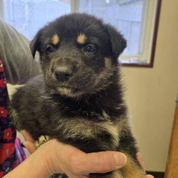 German Shepherd Dog Dogs Available for Adoption in Tawas City, Michigan - Princeton 26-121 | PetCurious