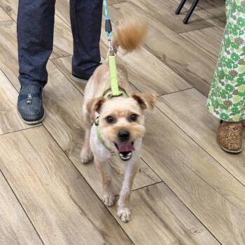 Samba -  Mixed Breed Dog for Adoption in Newark, New Jersey - Samba | PetCurious