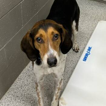 Rescue Treeing Walker Coonhound Dogs for Adoption in Carlyle, Illinois - Murphy | PetCurious