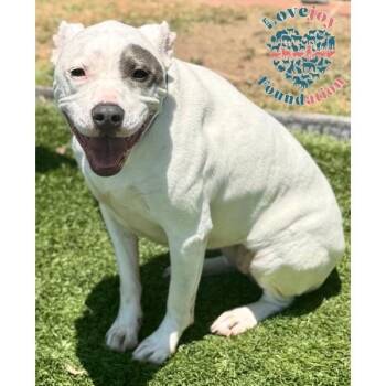 Rey -  Pit Bull Terrier Dog for Adoption in Inglewood, California - Rey | PetCurious