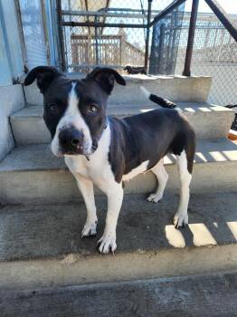 Rescue Pit Bull Terrier Dogs for Adoption in Peru, Illinois - Oakley | PetCurious