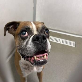 Bentley -  Boxer Dog for Adoption in Des Moines, Iowa - Bentley | PetCurious