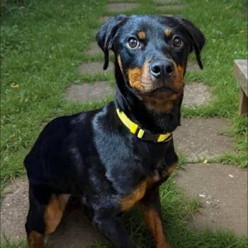 Rottweiler Dogs Available for Adoption in Warren, Ohio - Janie | PetCurious