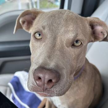 Pit Bull Terrier Dogs Available for Adoption in Galveston, Texas - Tanner | PetCurious