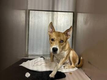 Mixed Breed Dogs Available for Adoption in New York, New York - Patootie | PetCurious