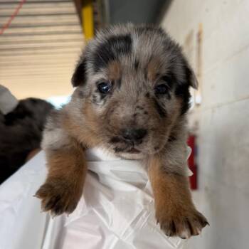 Spudz -  Australian Cattle Dog Blue Heeler Dog for Adoption in Edinburg, Texas - Spudz | PetCurious