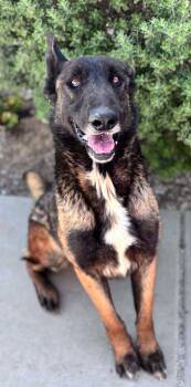 Rescue Belgian Shepherd Malinois and German Shepherd Dog Dogs for Adoption in Hesperia, California - Moe | PetCurious