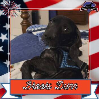 Brooks Dunn -  Dachshund Dog for Adoption in San Antonio, Texas - Brooks Dunn | PetCurious