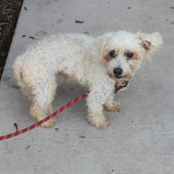 Anja -  Havanese and Mixed Breed Dog for Adoption in Elk Grove Village, Illinois - Anja | PetCurious