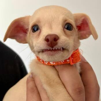 Cinnamon Roll -  Chihuahua Dog for Adoption in Portland, Oregon - Cinnamon Roll | PetCurious