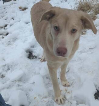 Labrador Retriever Dogs Available for Adoption - Veronica | PetCurious