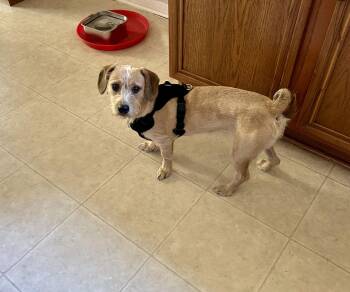 Dachshund and Terrier Dogs Available for Adoption - Frodo | PetCurious