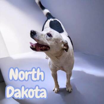 North Dakota - Friendly Young Bully Mix. Great With Other Pets,  -  American Staffordshire Terrier and Mixed Breed Dog for Adoption in Chuckey, Tennessee - North Dakota - Friendly Young Bully Mix. Great With Other Pets,  | PetCurious