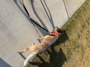 Rescue Australian Cattle Dog Blue Heeler Dogs for Adoption in Manassas, Virginia - Chili Pepper | PetCurious