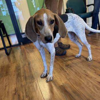 Morticia -  Hound Dog for Adoption in Grass Valley, California - Morticia | PetCurious