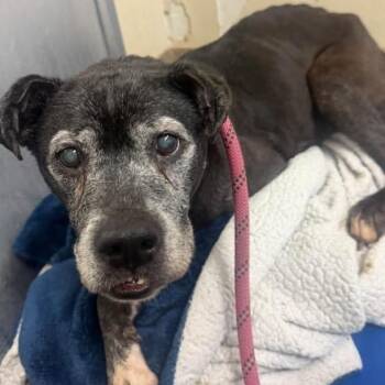Drusilla -  Mixed Breed Dog for Adoption in Austell, Georgia - Drusilla | PetCurious