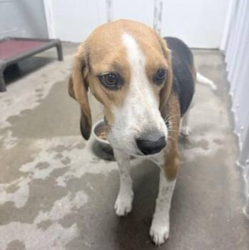 Happy - Teal Collar -  Beagle Dog for Adoption in Ogdensburg, New York - Happy - Teal Collar | PetCurious