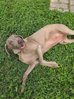 Lucy -  Weimaraner Dog for Adoption in Dallas, Texas - Lucy | PetCurious