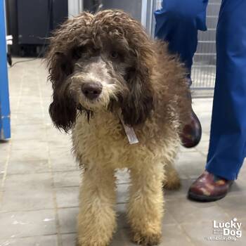 Poodle Dogs Available for Adoption in Washington, District Of Columbia - Tex | PetCurious