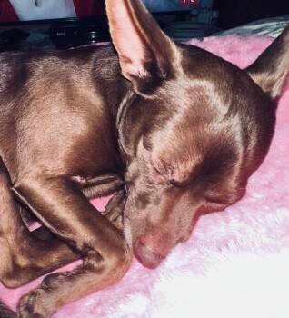 Rescue Chihuahua and Mixed Breed Dogs for Adoption in Mcminnville, Oregon - Scooby | PetCurious