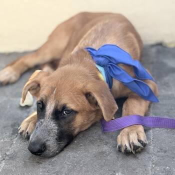 July -  Shepherd and Mixed Breed Dog for Adoption in San Diego, California - July | PetCurious