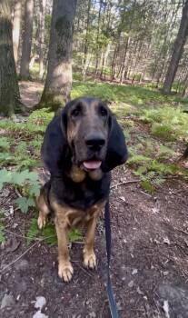 Rescue Bloodhound Dogs for Adoption in Millerstown, Pennsylvania - JITTERBUG | PetCurious