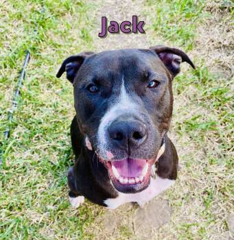Rescue American Staffordshire Terrier Dogs for Adoption in Houston, Texas - Jack | PetCurious