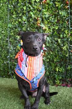 Australian Kelpie and Labrador Retriever Dogs Available for Adoption - Gasly | PetCurious