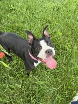 Rescue Pit Bull Terrier and Mixed Breed Dogs for Adoption in Columbus, Indiana - Julia | PetCurious