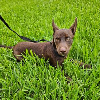 Nena -  Mixed Breed Dog for Adoption in Lake Jackson, Texas - Nena | PetCurious