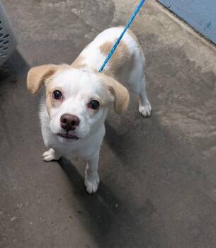 Bulma -  Terrier Dog for Adoption in Evansville, Indiana - Bulma | PetCurious