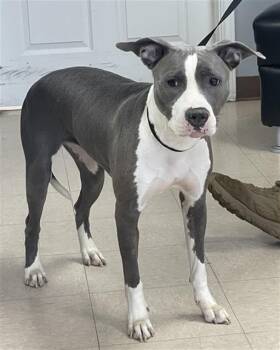 SOPHIE-LUNA -  Pit Bull Terrier and Mixed Breed Dog for Adoption in Killeen, Texas - SOPHIE-LUNA | PetCurious