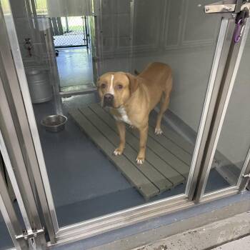 T-Bone -  Terrier and Mixed Breed Dog for Adoption in Galax, Virginia - T-Bone | PetCurious