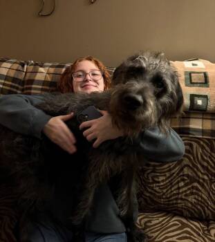Irish Wolfhound Dogs Available for Adoption in Columbia, Tennessee - Grover | PetCurious