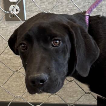 Hershey -  Mixed Breed Dog for Adoption in Las Cruces, New Mexico - Hershey | PetCurious
