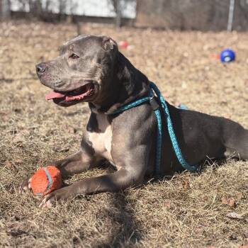 Flora -  Pit Bull Terrier Dog Available for Adoption in Standish, Michigan - Flora | PetCurious