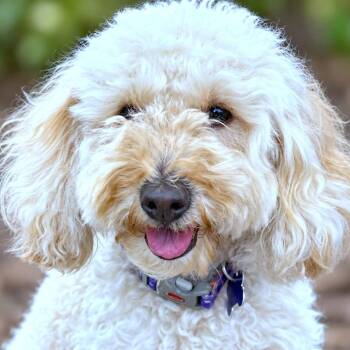 Maisie -  Miniature Poodle and Golden Retriever Dog for Adoption in Boerne, Texas - Maisie | PetCurious