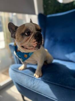 French Bulldog Dogs Available for Adoption - Oscar  | PetCurious