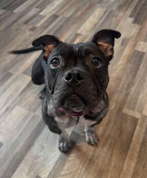 American Bully Dogs Available for Adoption in Darien Center, New York - Dumpling  | PetCurious