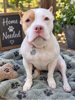 Wren -  American Bully Dog for Adoption - Wren | PetCurious