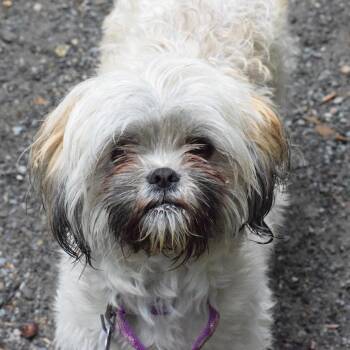 Rizzo -  Shih Tzu and Mixed Breed Dog for Adoption in Hopkinton, Massachusetts - Rizzo | PetCurious