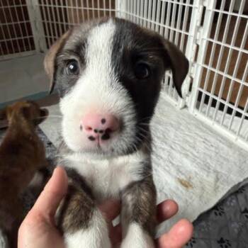 Mixed Breed Dogs Available for Adoption - Nachos Bellgrande | PetCurious