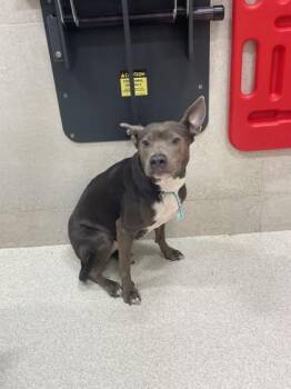 Stormi -  Pit Bull Terrier and Mixed Breed Dog for Adoption in Honolulu, Hawaii - Stormi | PetCurious