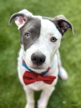 Rescue Australian Cattle Dog Blue Heeler and Pit Bull Terrier Dogs for Adoption in Newport Beach, California - Tucker | PetCurious