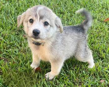 Bruno -  Pomsky Dog for Adoption in Glocester, Rhode Island - Bruno | PetCurious